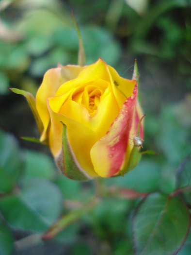 Yellow Miniature Rose (2010, May 26)