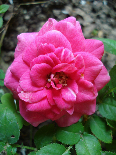 Pink Miniature Rose (2011, June 18) - Miniature Rose Pink