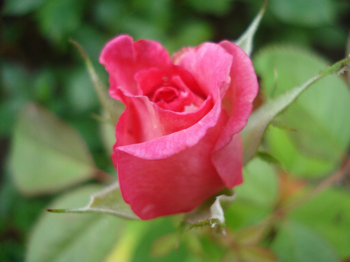 Pink Miniature Rose (2011, Aug.05)
