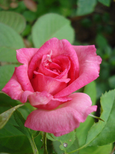 Pink Miniature Rose (2011, Aug.05)