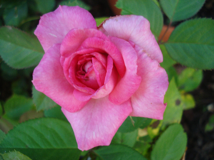 Pink Miniature Rose (2011, Aug.07)