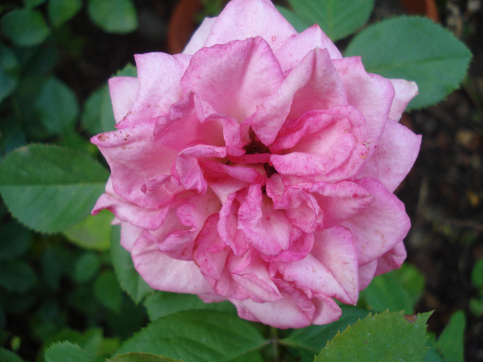 Pink Miniature Rose (2011, Aug.14)