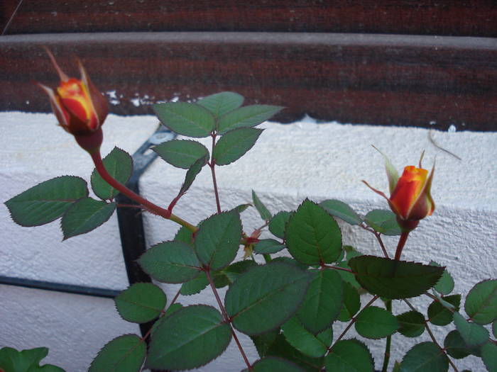 Orange Miniature Rose (2009, Apr.10)