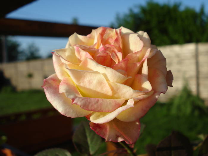 Orange Miniature Rose (2009, May 09)