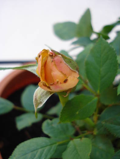 Orange Miniature Rose (2009, Jun.04)