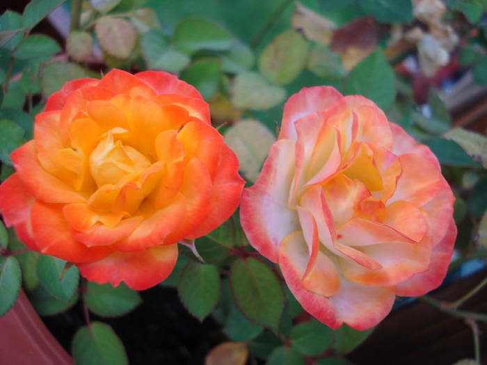Orange Miniature Rose (2009, Jul.10)