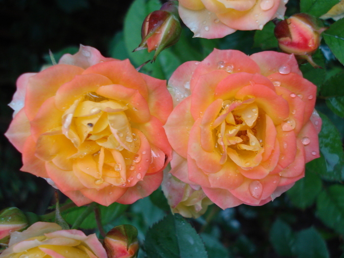Orange Miniature Rose (2010, Jun.23)