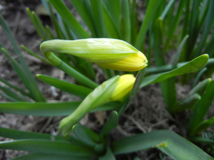 Narcissus Tete-a-Tete (2012, March 23)