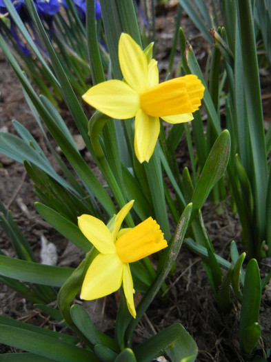 Narcissus Tete-a-Tete (2012, March 23)