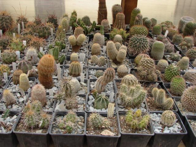 section echinocereus - sere 2012