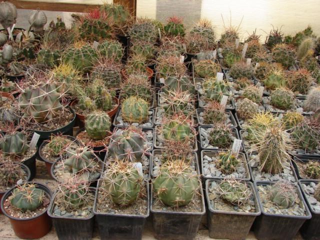 section Ferocactus - sere 2012