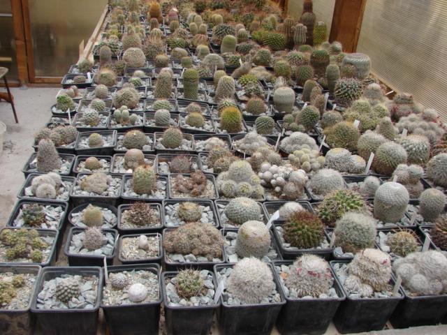 Section Mammillaria, vue generale; Section Mammillaria
