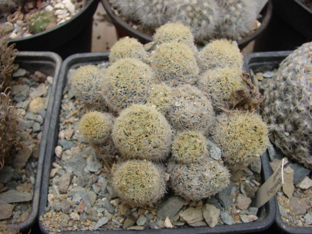 Mamiillaria giselae - sere 2012