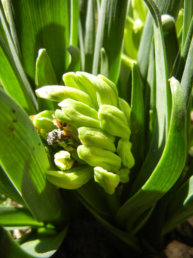 Hyacinth Yellow Queen (2012, March 28)
