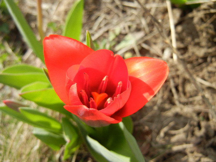 Tulipa Showwinner (2012, March 29)