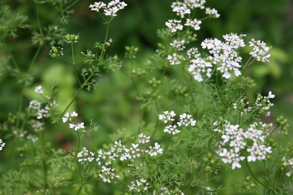 coriandru - seminte plante medicinale si aromatice