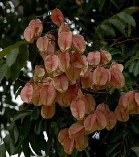 koelrenteria paniculata