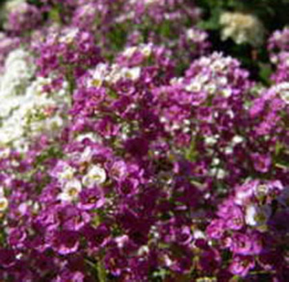 ciucusoara violet - alyssum royal carpet; ciucusoara violet - alyssum royal carpet
