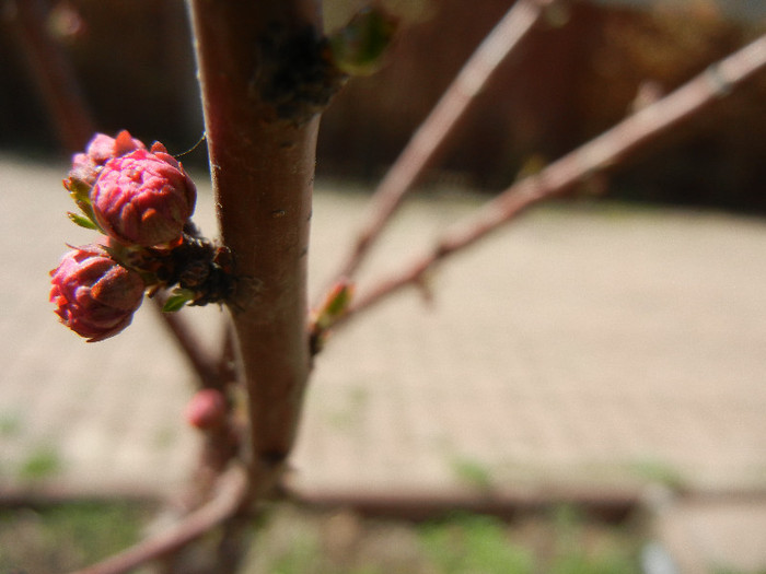 Flowering Almond Tree (2012, March 31)