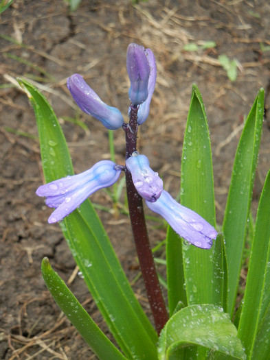 Hyacinth Blue Jacket (2012, April 01)