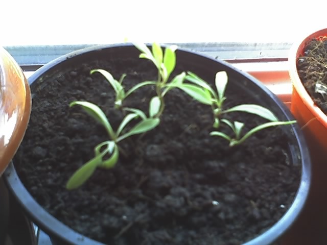 02-04-12plante goji