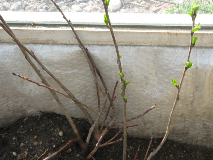 Butasi de Aronia melanocarpa nero - Arbusti ornamentali fructiferi - Aronia melanocarpa nero Scorus negru