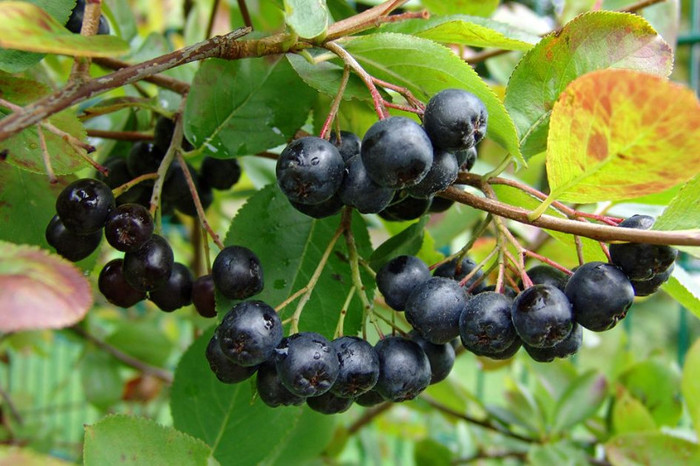 foto net,fructe aronia - Arbusti ornamentali fructiferi - Aronia melanocarpa nero Scorus negru