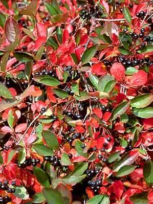 foto net,aronia toamna - Arbusti ornamentali fructiferi - Aronia melanocarpa nero Scorus negru