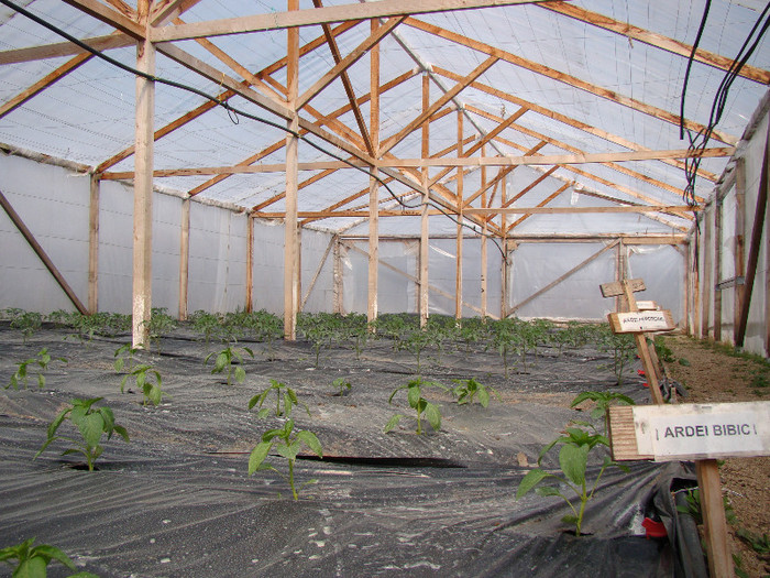 DSC01500 - gradina cu legume 2012