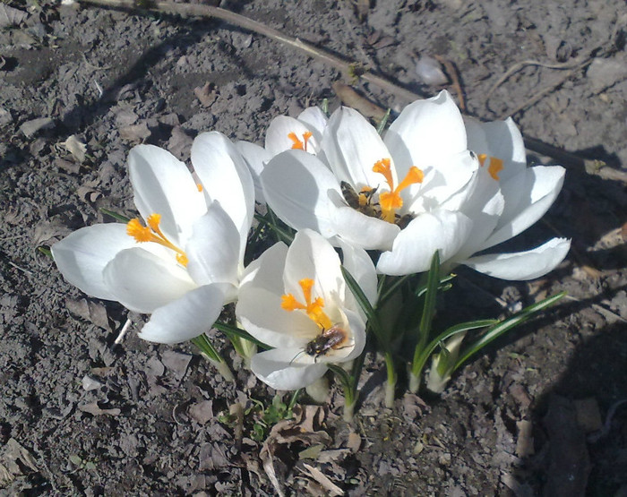 crocusi