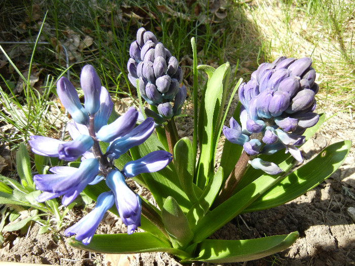 Hyacinth Blue Jacket (2012, April 03)