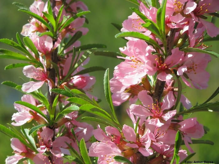 Prunus tenelle (P. nana) (Migdal pitic) - MIGDALUL