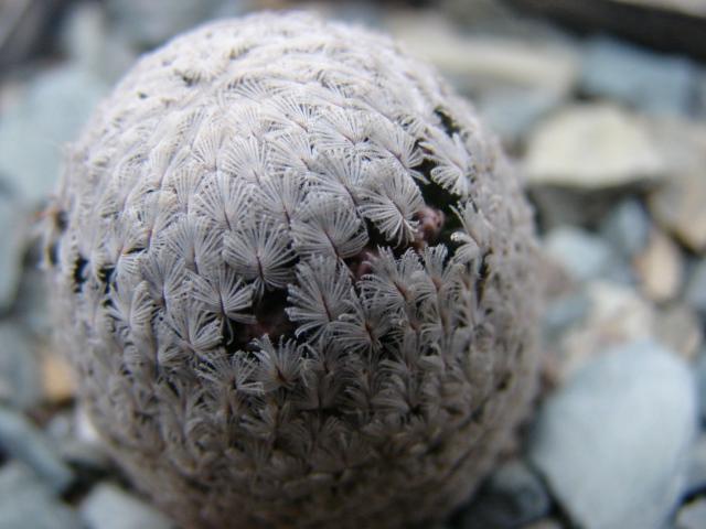 Mammillaria Sanchez Mejoradae