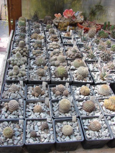 Sulcorebutia, Rebutia, Lobivia