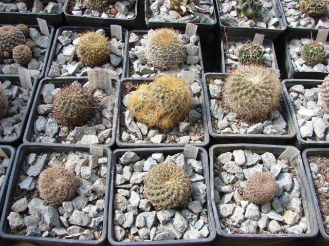 Sulcorebutia1