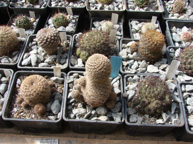 Sulcorebutia2