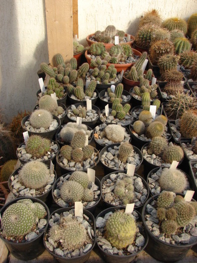 Rebutia, Chamaelobivia