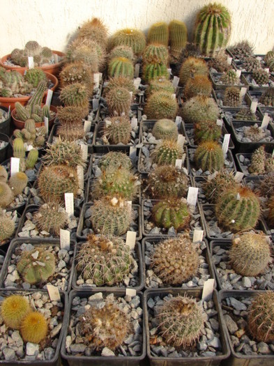 Notocactus