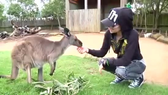 Avril Lavigne- At The Zoo (2011) 345 - Avril - Lavigne - At - ZOO - Video - Captures