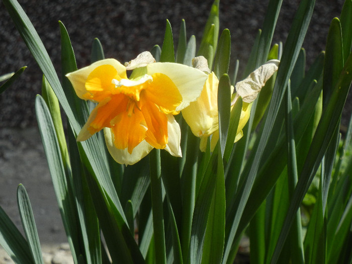 Narcissus Sovereign (2012, April 04)