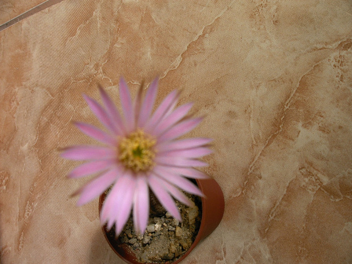 IMAG0002 - Flori cactusi