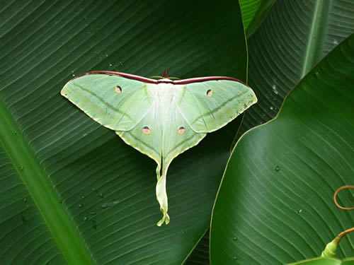 Actias_selene_female.500