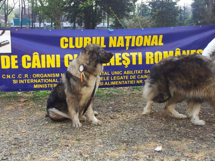 20120407_094232 - Bucuresti prezentare oficiala rase romanesti 2012