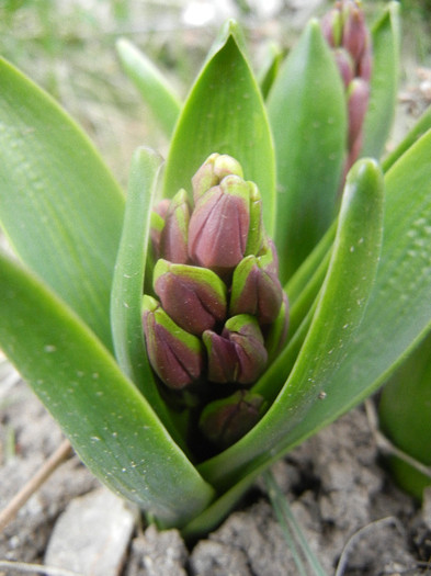 Hyacinth Amethyst (2012, April 04) - Hyacinth Amethyst