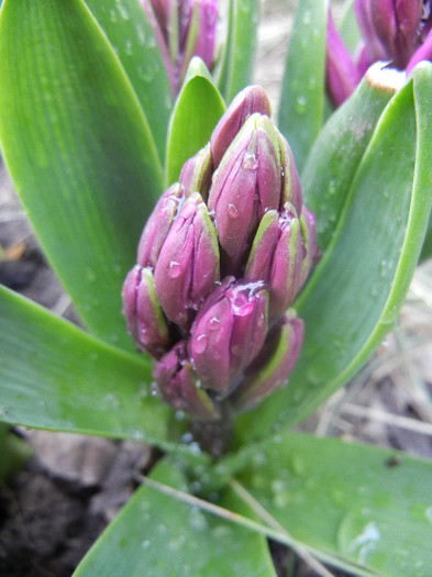Hyacinth Amethyst (2012, April 06)