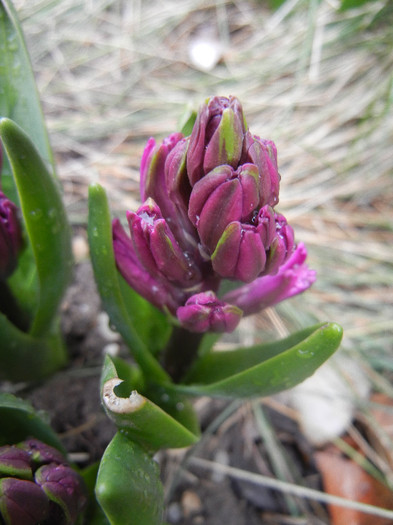 Hyacinth Amethyst (2012, April 06)