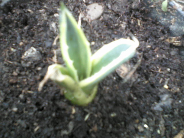 agave americana alba