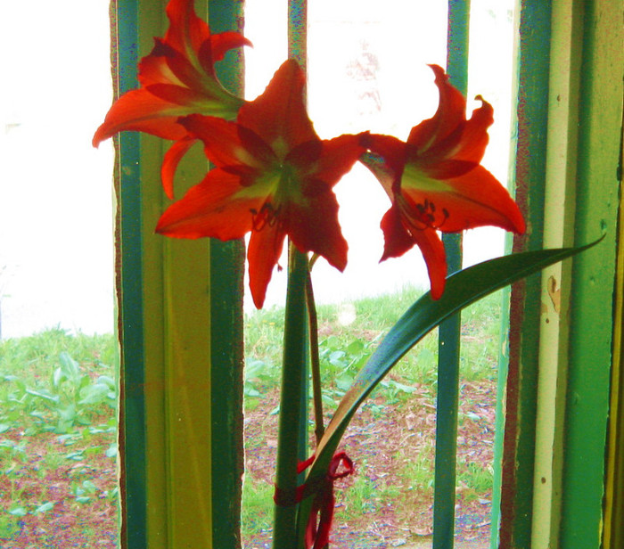 Crin Hippeastrum hybridum