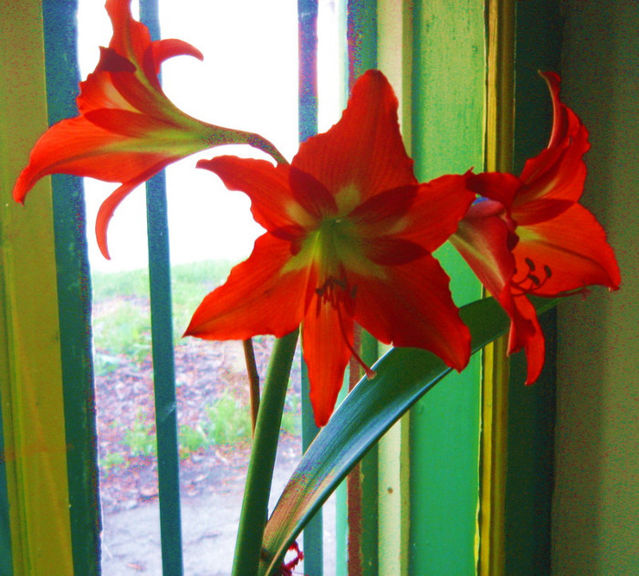 Crin Hippeastrum hybridum.