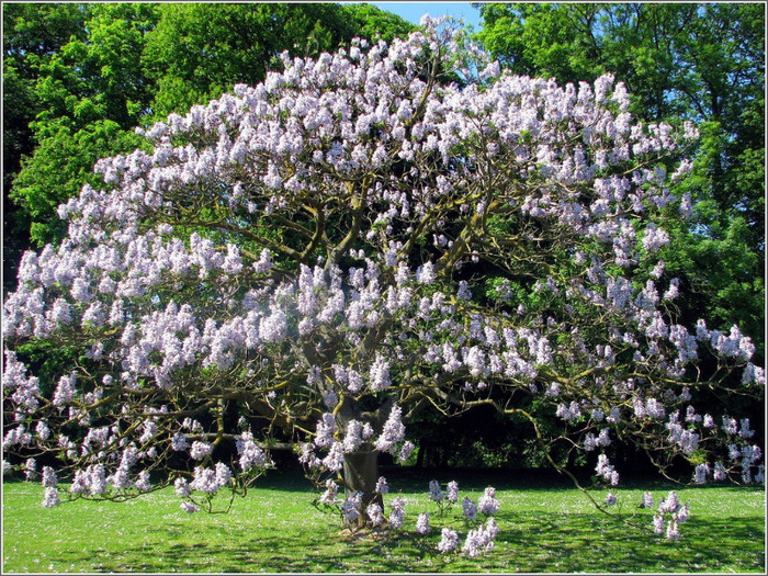 paulownia,foto de pe net